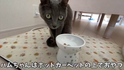 爪切りを嫌がらない猫ちゃんたち