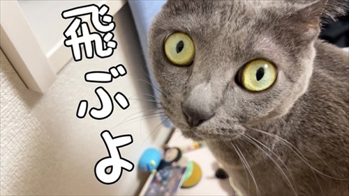 爪切りを嫌がらない猫ちゃんたち