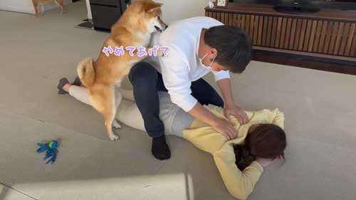 パパを止めようとする柴犬