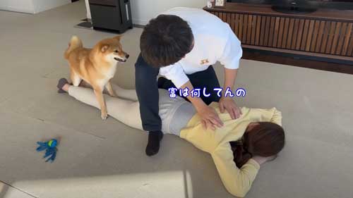 ママを守ろうとする柴犬
