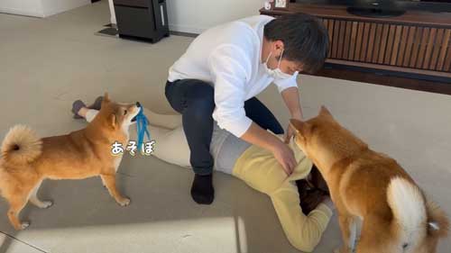 パパが大好きな柴犬の福ちゃん