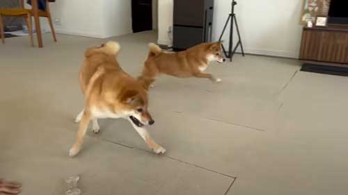 柴犬 ママっ子 マッサージ 止める 助ける いじめ 勘違い パパを退治