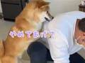 パパがママにマッサージすると……柴犬「いじめちゃダメ〜！」　必死で助けようとする愛犬の姿がほほえましい