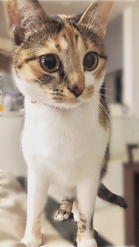 こはくちゃんアップ