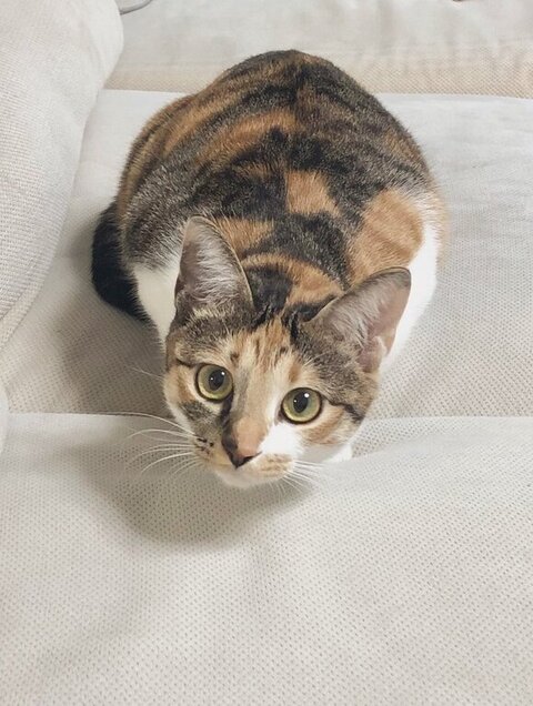 下から見てるこはくちゃん