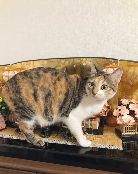 ひな壇とこはくちゃん