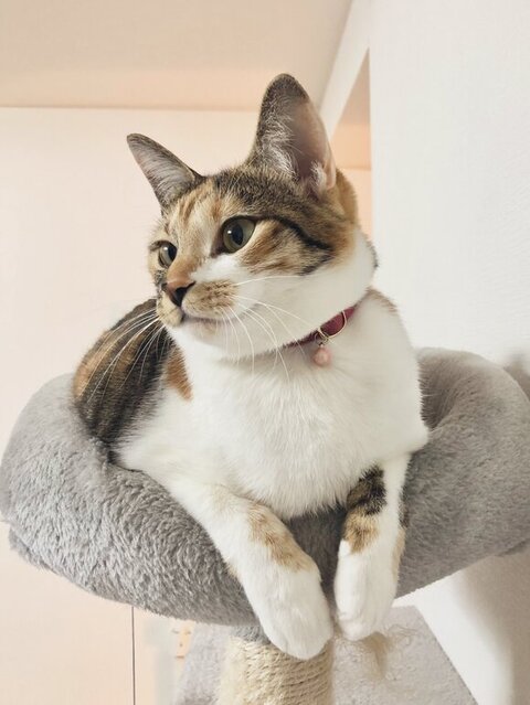 キャットタワーこはくちゃん