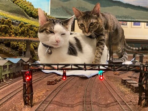 線路にいるレオくんとナラちゃん