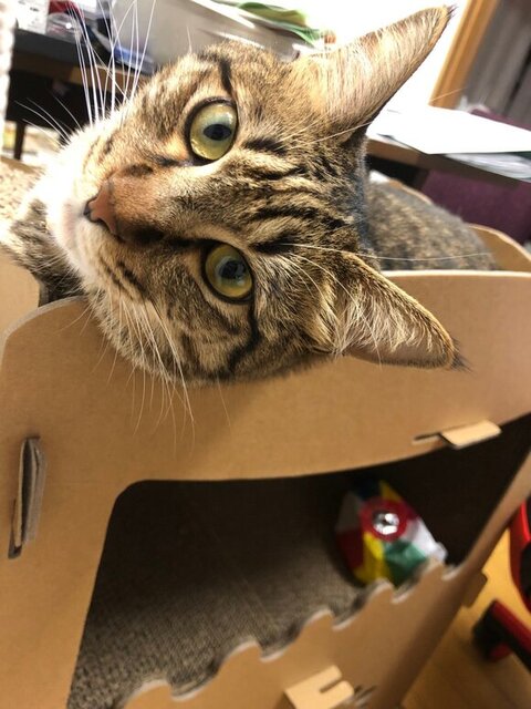 振り向くシンバくん