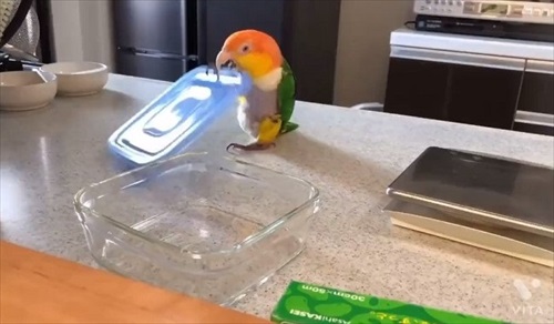 シロハラインコの芸盛り合わせ