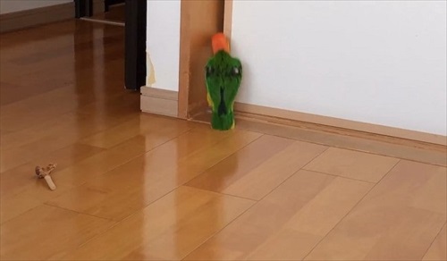 シロハラインコの芸盛り合わせ