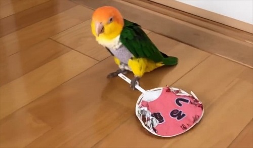 シロハラインコの芸盛り合わせ