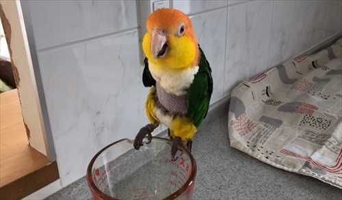 シロハラインコの芸盛り合わせ