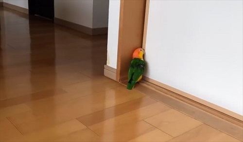 シロハラインコの芸盛り合わせ