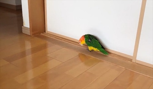 シロハラインコの芸盛り合わせ