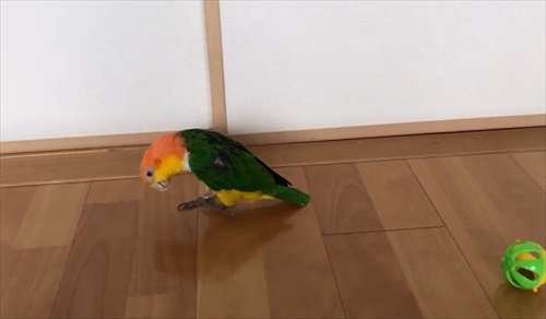 シロハラインコの芸盛り合わせ
