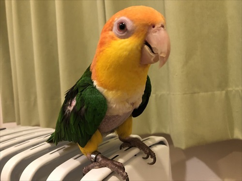 シロハラインコの芸盛り合わせ