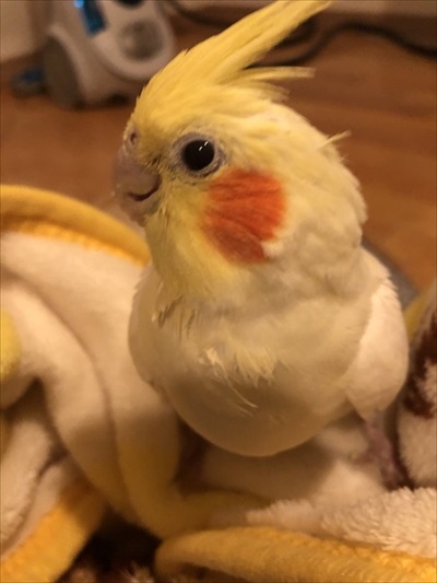 シロハラインコの芸盛り合わせ