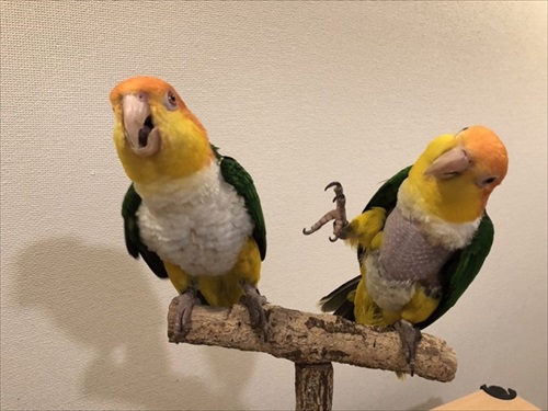 シロハラインコの芸盛り合わせ