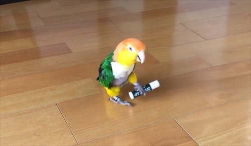 シロハラインコの芸盛り合わせ