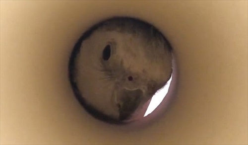 シロハラインコの芸盛り合わせ