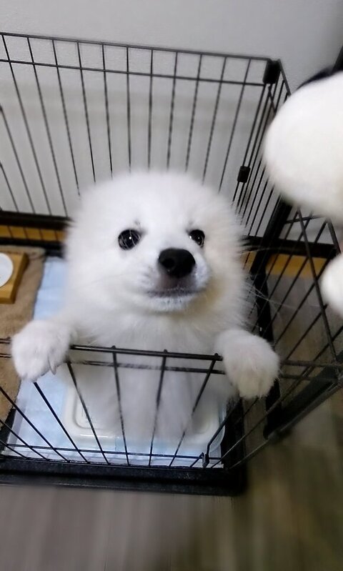 お耳が後ろに倒れたスピッツ