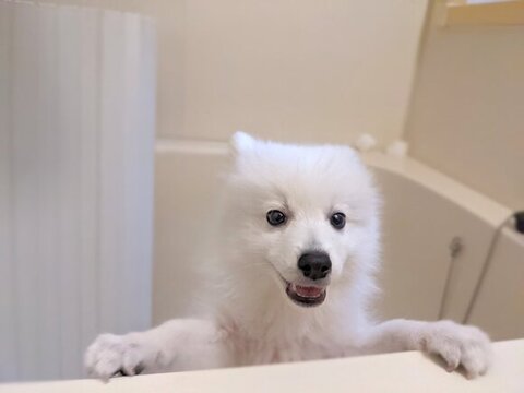お風呂場