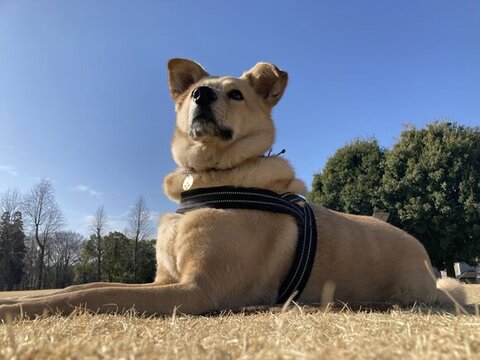 青空とてんくん