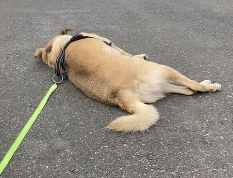 寝転び後ろ姿アップ