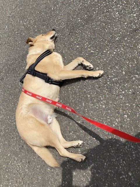 寝てるてんくん上から