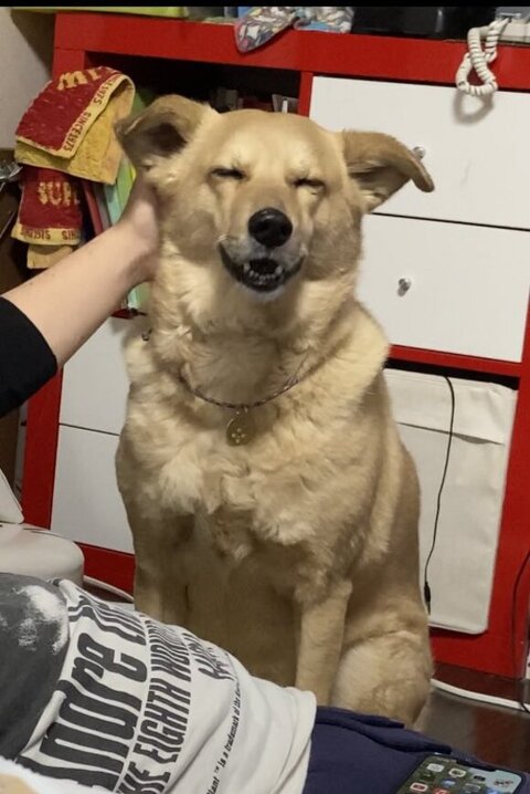 うれしそうなてんくん