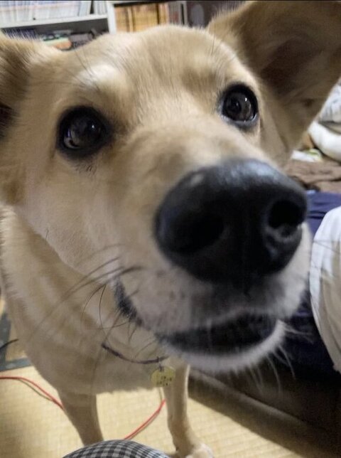 てんくんドアップ