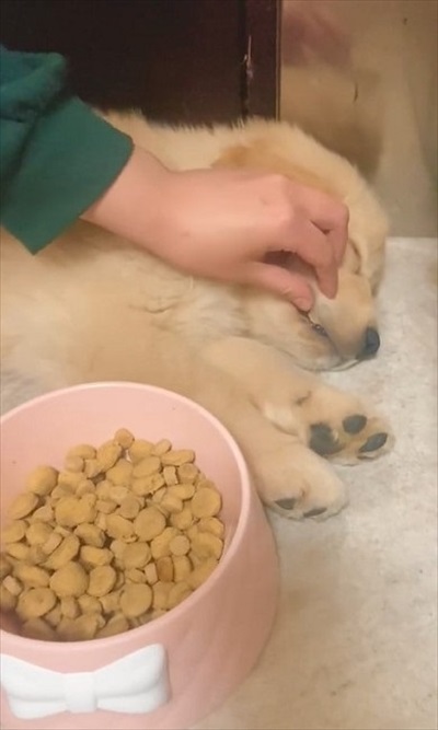 食べながら寝るワンちゃん