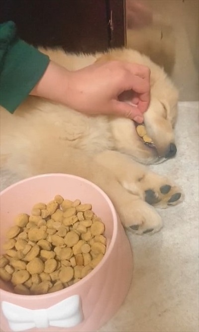 食べながら寝るワンちゃん