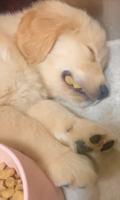 食べながら寝るワンちゃん