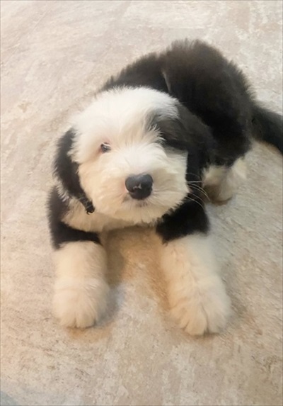 オールドイングリッシュシープドッグ