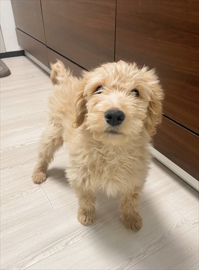 ゴールデンドゥードル