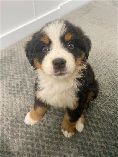 バーニーズマウンテンドッグ