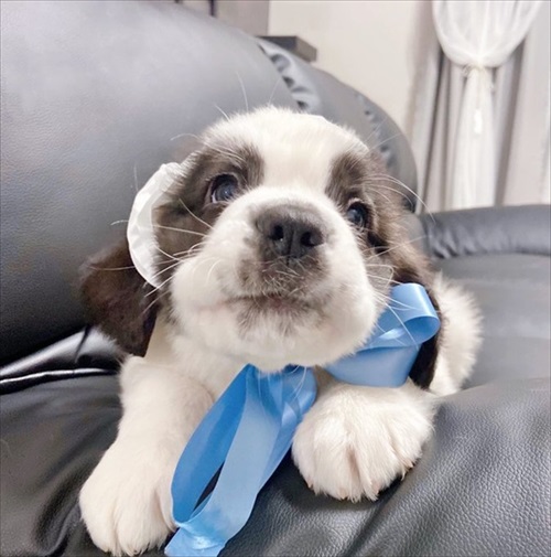 セントバーナード