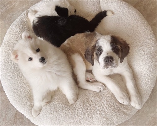 女子ワンコたち