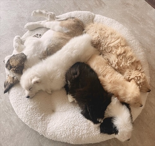 団子になるワンコたち