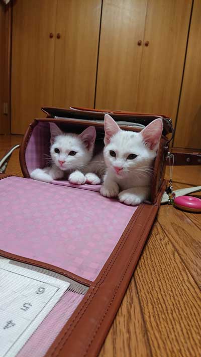 ランドセルに入る猫