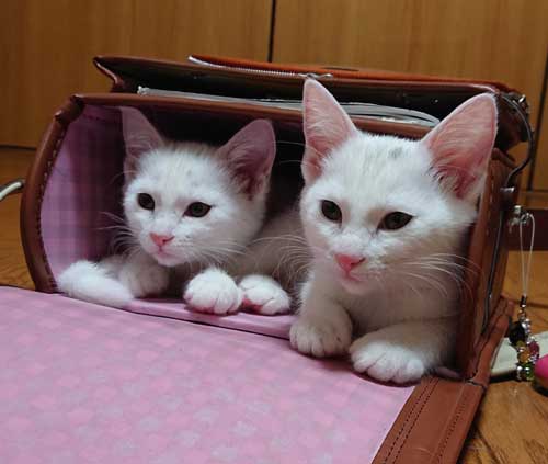 ランドセルに入る子猫姉妹アップ