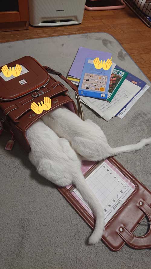 ランドセルに入れない子猫姉妹