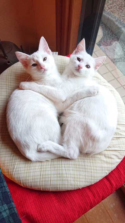 仲良しな猫姉妹