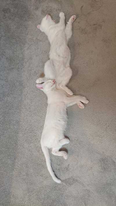 縦列で寝る子猫たち