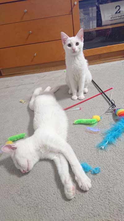 電池切れした猫と驚く猫