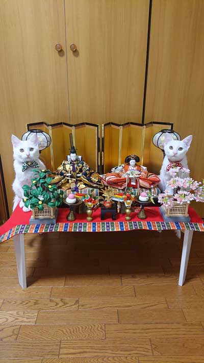 ひにゃまつり猫