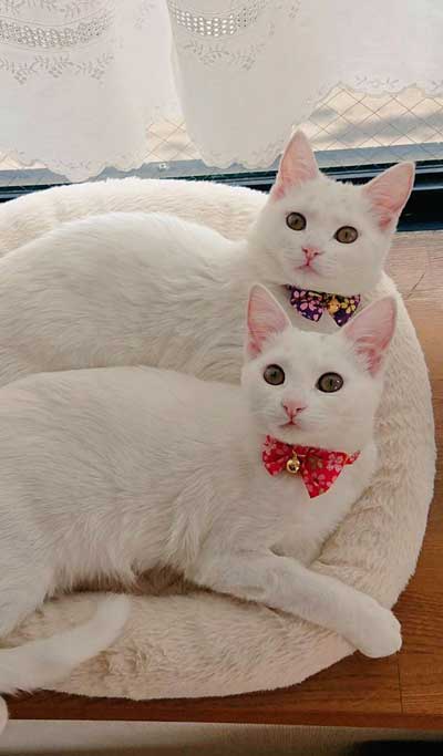 そろってこっちを見る猫