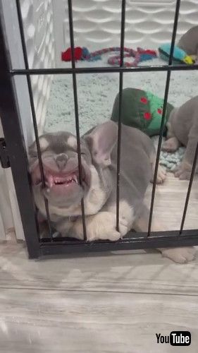 「Puppy Sleeps Leaning on Playpen || ViralHog」